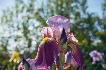 Kosaciec, irys ,Iris L. © Marcin Łazarczyk