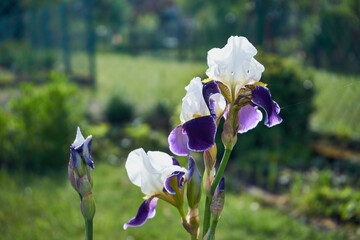 Kosaciec, irys ,Iris L.