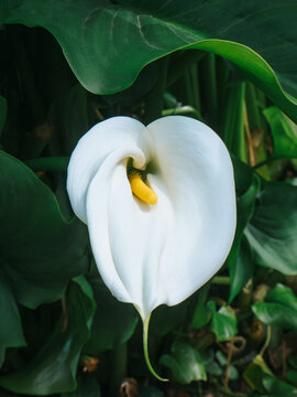 Elegant white calla lily in lush green foliage