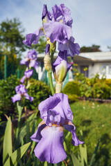 Kosaciec, irys ,Iris L. © Marcin Łazarczyk