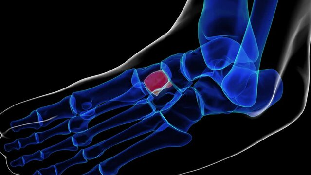 Intermediate cuneiform foot bones anatomy for medical Concept 3D rendering