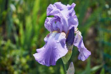 Kosaciec, irys ,Iris L. © Marcin Łazarczyk