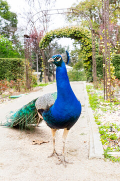 Majestic Indian peacock showcasing vibrant plumage