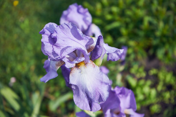 Kosaciec, irys ,Iris L. © Marcin Łazarczyk