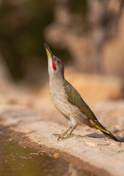 Iberian Woodpecker perched on a rock at the water's edge