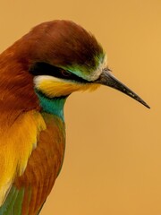 Close up of a European bee-eater on a blurred background