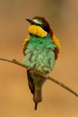 Vibrant European bee-eater perched atop a brown branch