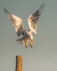 Closeup of a gull outstretched its wings on a sunny day