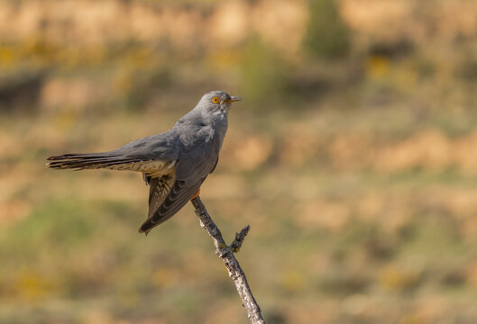 Common cuckoo perching calmly on a branch in nature