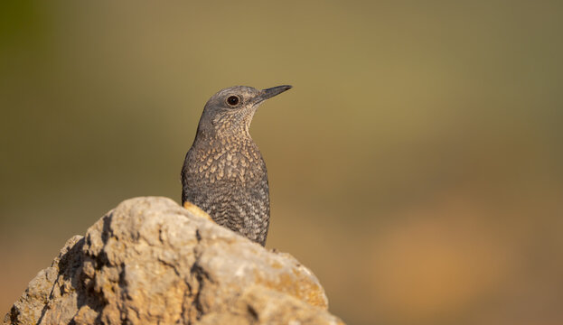 Close-up of a Blue Rock Thrush on a Stone
