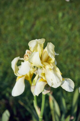 Kosaciec, irys ,Iris L. © Marcin Łazarczyk