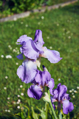 Kosaciec, irys ,Iris L. © Marcin Łazarczyk