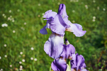 Kosaciec, irys ,Iris L. © Marcin Łazarczyk