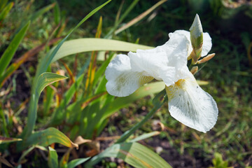 Kosaciec, irys ,Iris L. © Marcin Łazarczyk