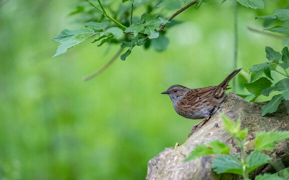 Dunnock on a branch