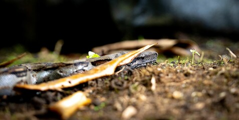 Close-up shot of a python in its natural habitat, exhibiting its spotted patterned skin.