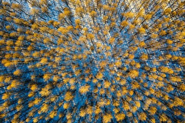 Aerial view of a barren landscape with patches of trees scattered throughout, Xingjiang province