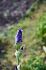 Kosaciec, irys ,Iris L. © Marcin Łazarczyk