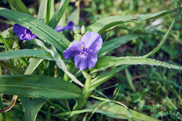 Trzykrotka wirginijska, Tradescantia virginiana © Marcin Łazarczyk