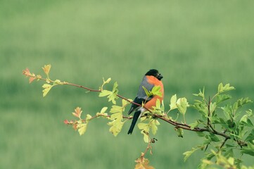 Bullfinch bird perched atop a lush green tree branch, its wings outstretched as if to take flight