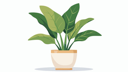 Home plant with leaf growing in pot. Green foliage 