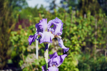 Kosaciec, irys ,Iris L. © Marcin Łazarczyk