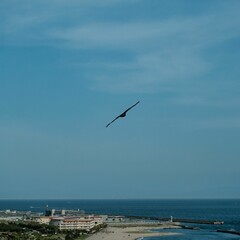 Scenic view of a bird flying in blue sky above the shore
