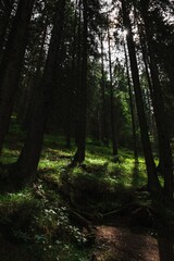 Fototapeta premium Vibrant forest featuring lush greenery, including tall trees, ferns, and green moss