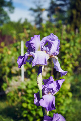 Kosaciec, irys ,Iris L. © Marcin Łazarczyk