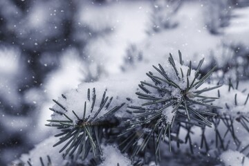 Scenic winter landscape featuring snow-covered pine trees with a few small branches visible