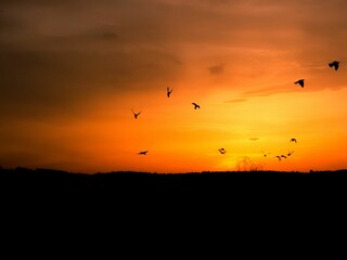 Large flock of birds can be seen silhouetted against a dark sky