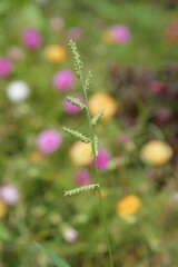 Lush green plant growing in a meadow of vibrant flowers.
