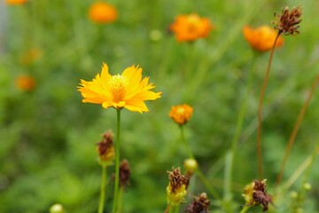 Closeup view of vibrant yellow flowers in a sun-kissed field.