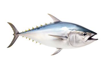Majestic Blue Marlin Dances on White Canvas on a White or Clear Surface PNG Transparent Background.
