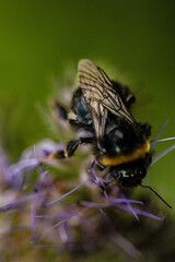 bumblebee on a flower