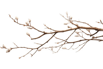 Obraz premium Ethereal Blossoms Dancing in the Sky on a White or Clear Surface PNG Transparent Background.