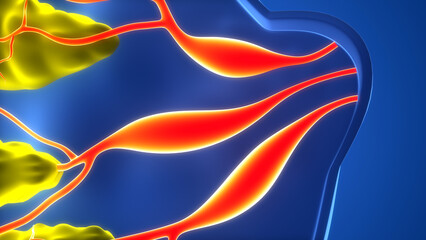 Female Internal Organs Mammary Glands Anatomy