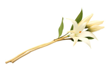 Ethereal Dance of Petals and Leaves on a White or Clear Surface PNG Transparent Background.