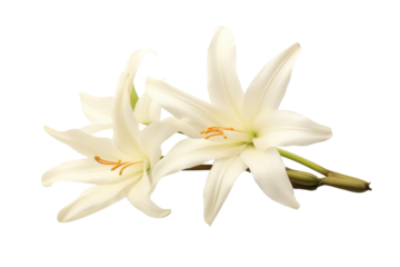 Ethereal Blooms Dancing on the Table on a White or Clear Surface PNG Transparent Background.