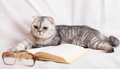 Stack of books, glasses and Scottish cat