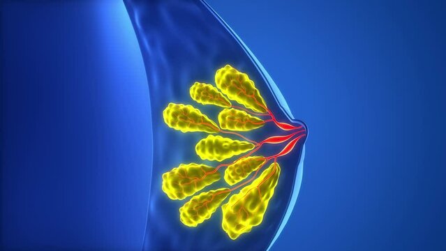 Female Internal Organs Mammary Glands Anatomy Animation Concept