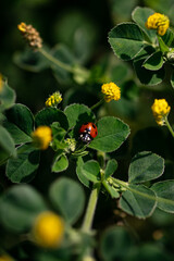 ladybug on a leaf