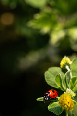 Fototapeta premium ladybug on a green leaf
