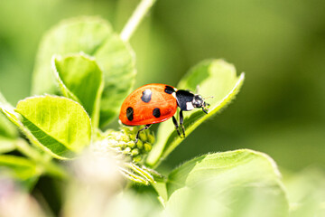 ladybug on a green leaf