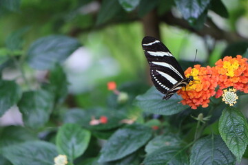 butterfly on flower