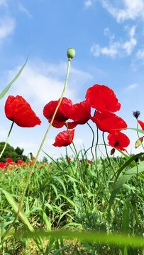 Campo di papaveri spontanei