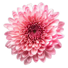 Pink chrysanthemum flower isolated on white background