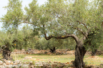 Twisted branches of olive trees in a natural setting with a stony background under a cloudy sky in Catalonia in Spain