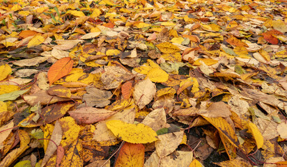 woodland floor covered with autumn, yellow and gold leaves, natural fall, season concept