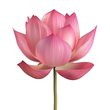 recommend clip art: Pink lotus flower isolated on white background